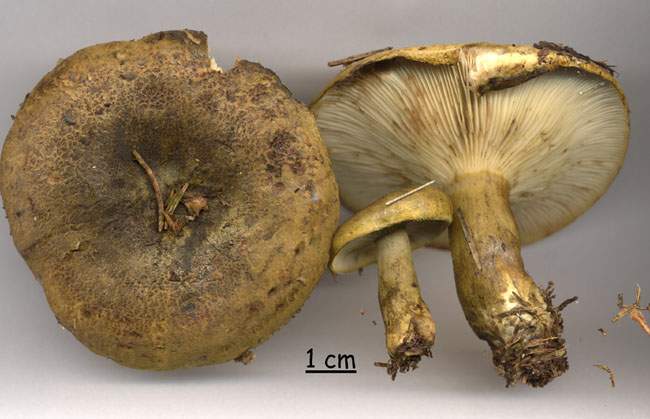 Lactarius turpis